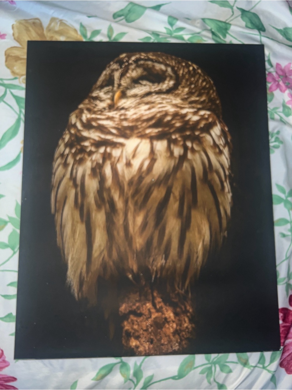 Brown Owl Wall Art Print - Rustic Wildlife Canvas